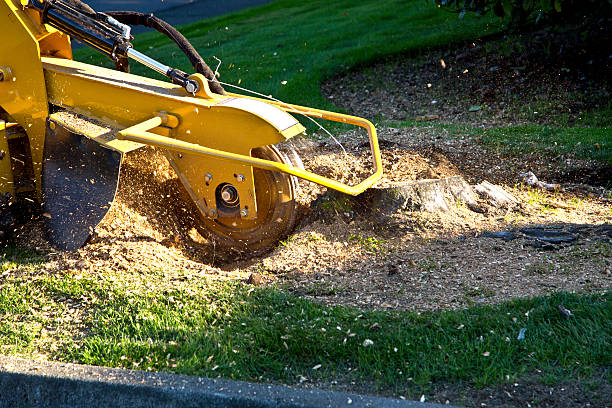 Best Stump Grinding Near Me  in Von Ormy, TX